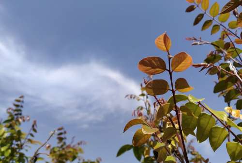 Clouds Plant Spring Daylight