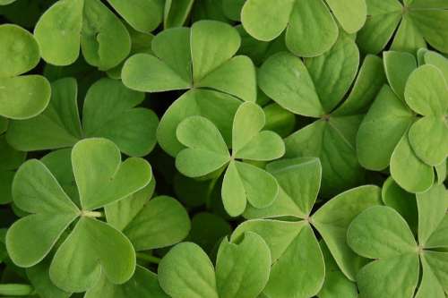Clover Green Plant Saint Patrick Chance Nature