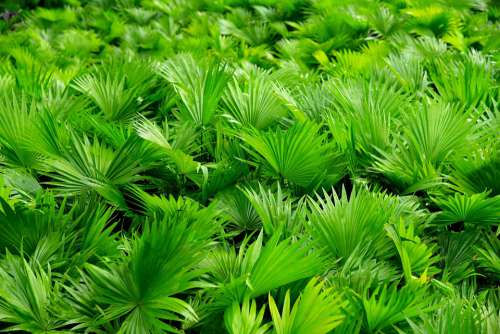 Coconut Tree Green Nature Vietnam Fresh