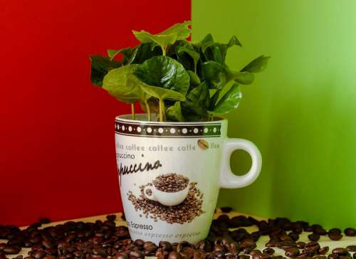 Coffee Coffee Plant Coffee Beans Cup Nature Green