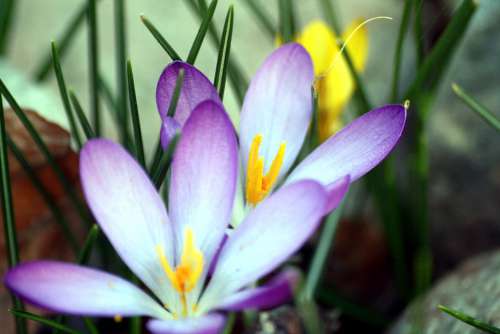 Colorful Spring Crocus Flowers Walk In The Park Hh