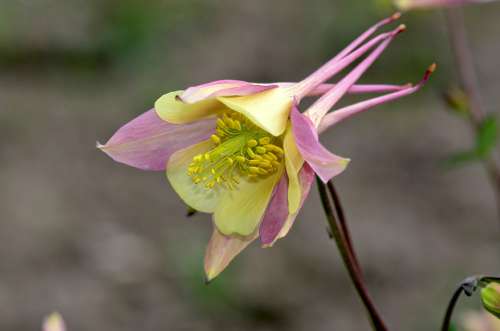 Columbine Flower Nature Blossom Bloom Garden