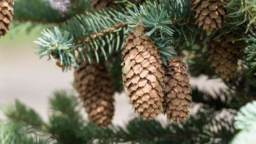 Cones Spruce Tree Nature Forest Evergreen