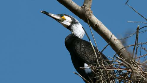 Cormorant Birds Bird Black Portrait