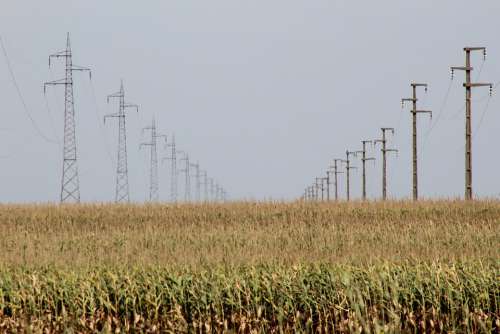 Corn Food Energy Wire