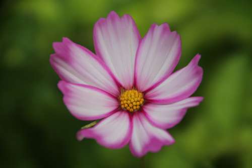 Cosmos Flower Beauty Natural Flowers Botany