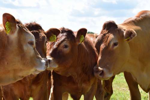 Cow Cows Cattle Meadow Animal Beef Farm Grass