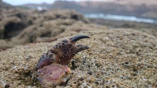 Crab Cancer Junk Arm Focus Hand Rocks Beach