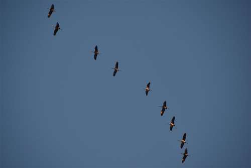Cranes Birds Fly Sky Crane Bird Nature Migration