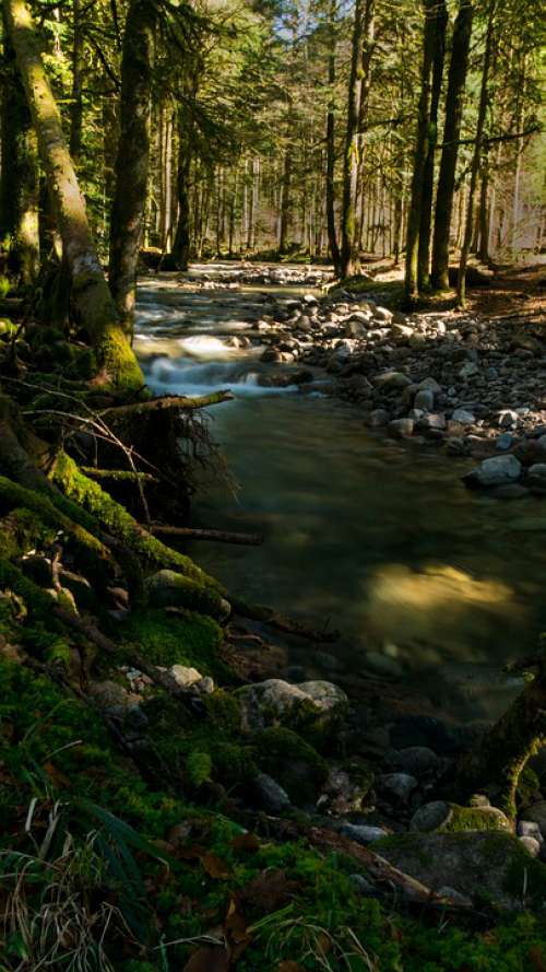 Creek Vosges Nature Landscape Mountains Tree