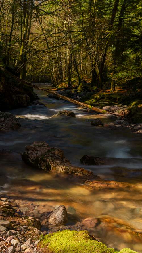 Creek Vosges Torrent Forest Cascade Green