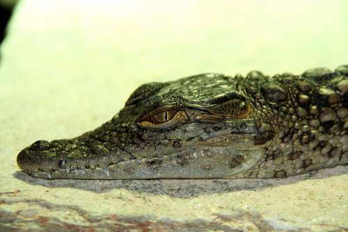 Crocodile Baby Reptile Alligator Nature Small