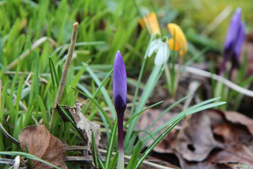 Crocus Nature Flowering Wild