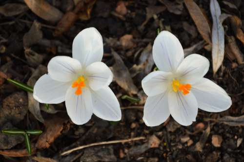 Crocus Flower White Plants Nature Spring Color