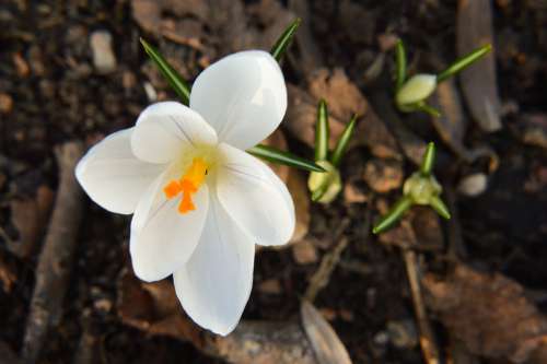 Crocus Flower White Plants Nature Spring Color