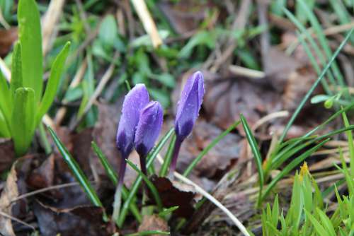 Crocus Crocus Blue Flowering Bulb Spring Flowers