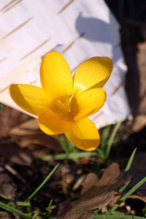 Crocus Blossom Bloom Mm Close Up Spring Awakening