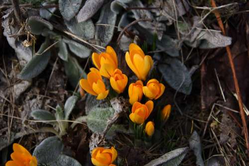 Crocus Saffron Flower Spring Flowers