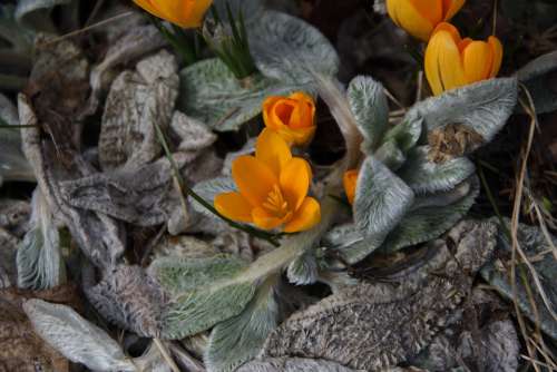 Crocus Saffron Flower Spring