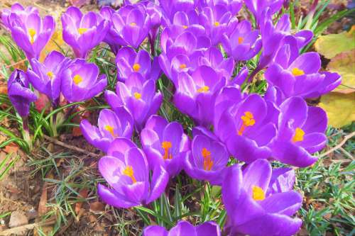 Crocus Spring Flower Plato Nature Plant Purple