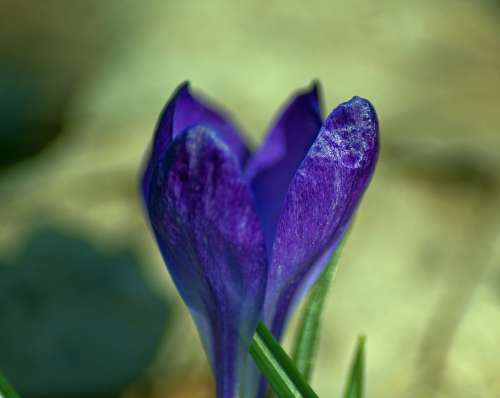 Crocus In Ozark Spring Crocus Blossom Spring Bloom