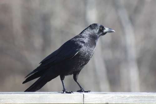Crow Railing Standing Bird