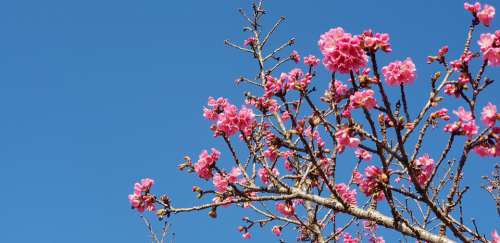 Curitiba Sakura Photo Sky Blue Summer Surreal