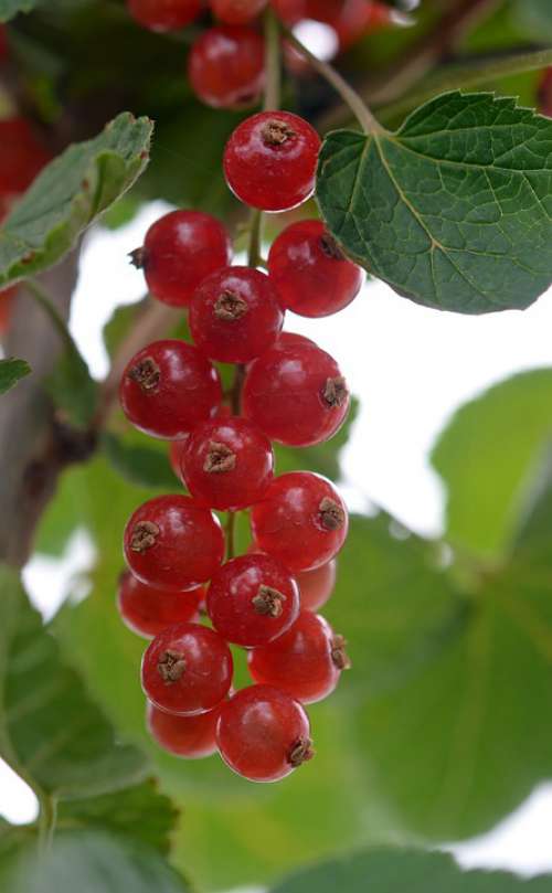 Currant Currants Berries Food Fruit Red Sweet