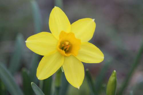 Daffodil Flower Yellow Spring Bloom Nature Garden