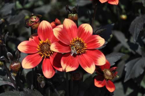 Dahlias Summer Flowers Insect Bee Red