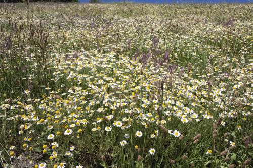 Daisy Field Flowers Spring Meadow Nature Summer