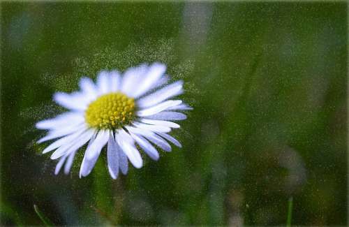 Daisy Blossom Bloom Meadow Pointed Flower Bloom