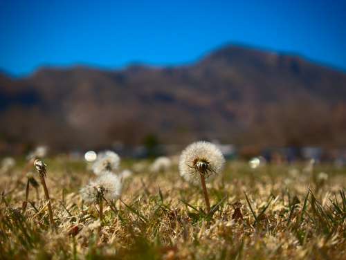 Dandelion Mountains Nature Landscape Grass Flower