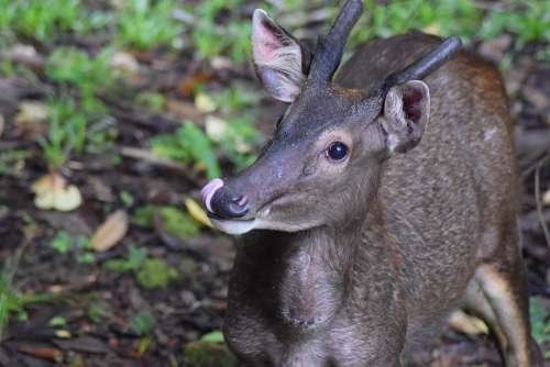 Deer Sambar Deer Sambar Borneo Antlers Tongue