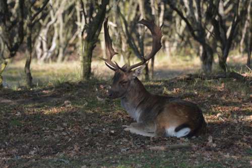 Deer Forest Animal