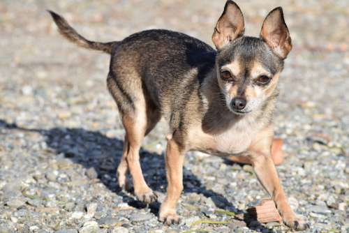 Dog Breed Small Purebred Chihuahua Adorable Cute