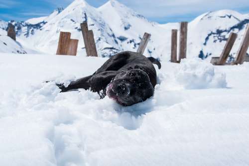 Dog Snow Happy Doggy Style Pet Animal