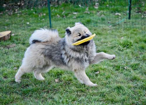 Dog Dog Eurasier Olaf Blue Young Dog Plays Frisbee