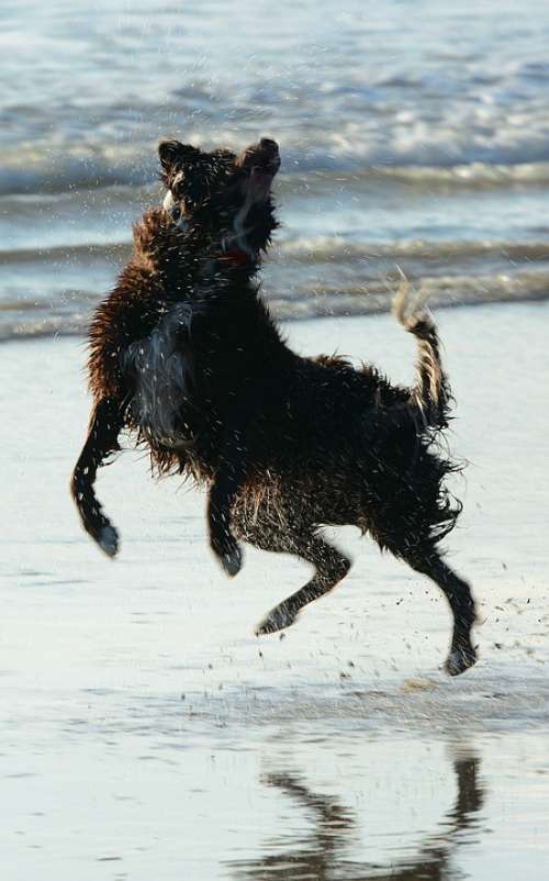 Dog Jump Play Water Joy Swim Sea Shake