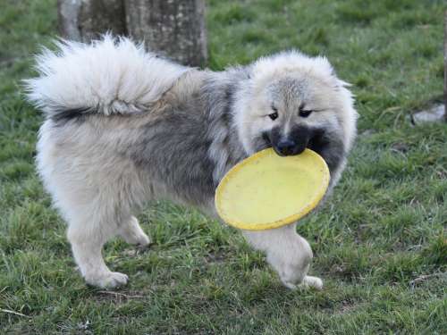 Dog Dog Eurasier Pup Eurasier Dog Plays Frisbee