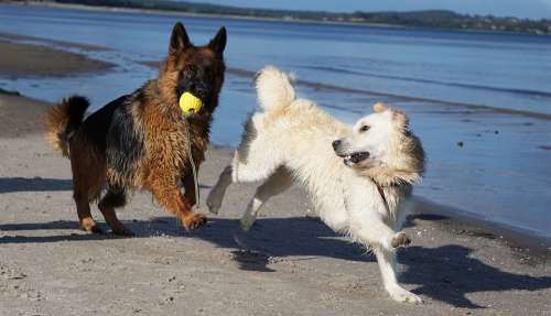 Dog Schäfer Dog Golden Retriever Beach Play Sand