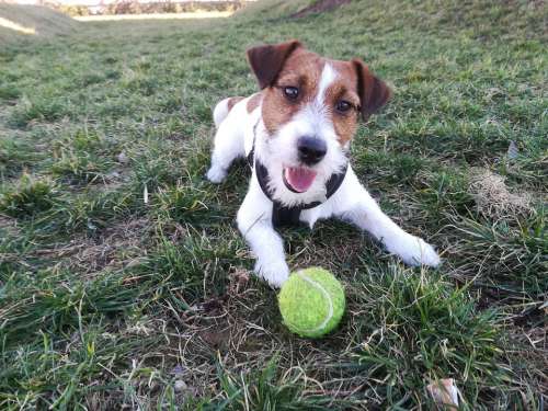 Dog Jack Russell Pet Terrier Animal Cute Puppy