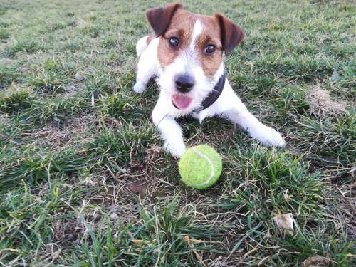 Dog Jack Russell Jack Terrier Small Adorable