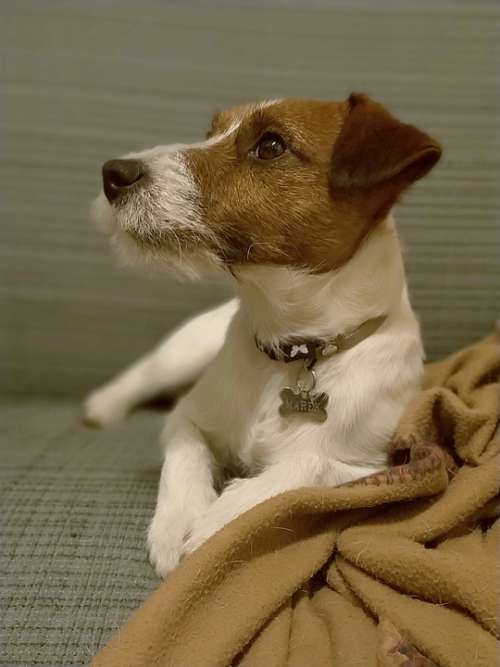 Dog Jack Russell Terrier Dogs Puppy Animal Cute