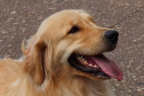 Dog Labrador Golden Retrivier Pet Animal Puppy
