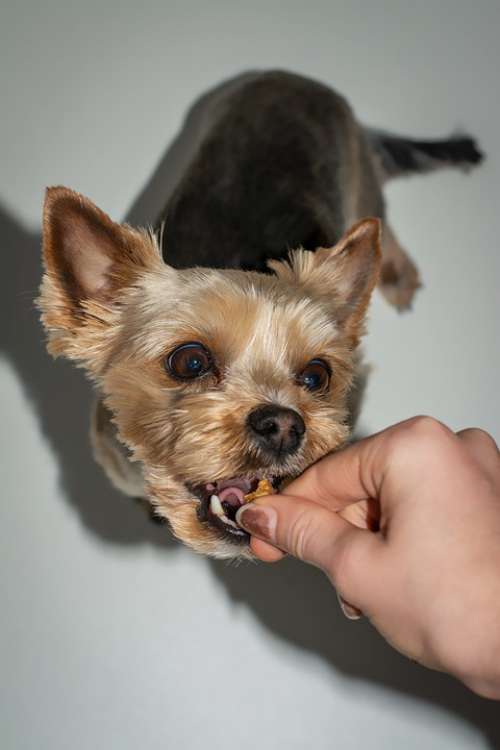 Dog Yorki Pet Small Sweet Cute Feed Treats