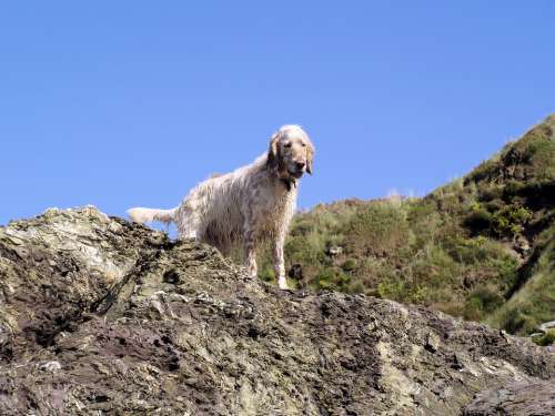 Dog Rocks Animal Sky Blue Landscape