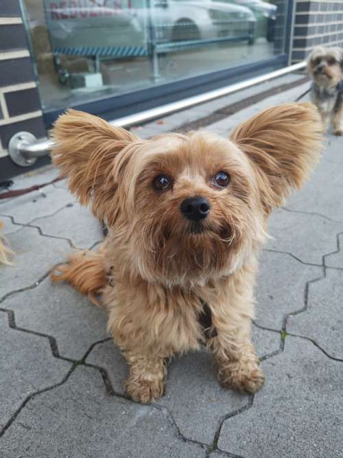 Dog Gismo Cute Big Ears Animal World Small Animal