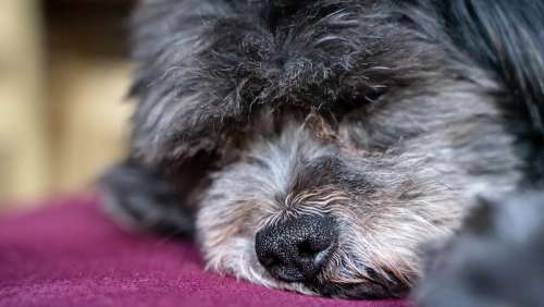 Dog Nose Close Up Animal Pet Black Hair Macro