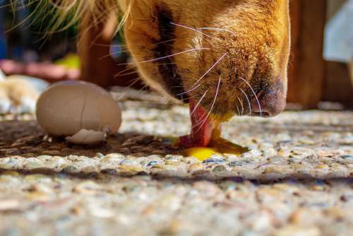 Dog Eating Licking Raw Egg Cracked Golden